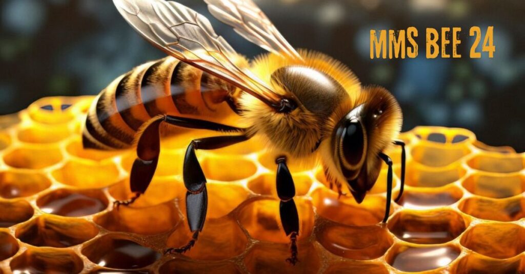 MMSBee24: Your Guide to Better Wellness